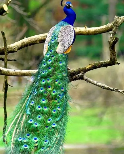 Photo of Beautiful Peacock Indian National Bird