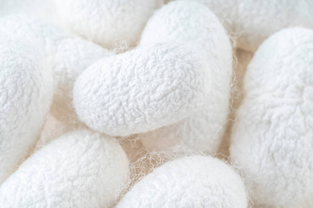 istock background with white silkworm cocoons shells, source of silk fabric 1305495159