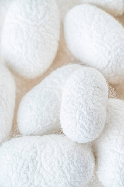 istock background with white silkworm cocoons shells, source of silk fabric 1305495162