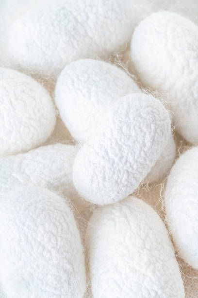 istock background with white silkworm cocoons shells, source of silk fabric 1305495172
