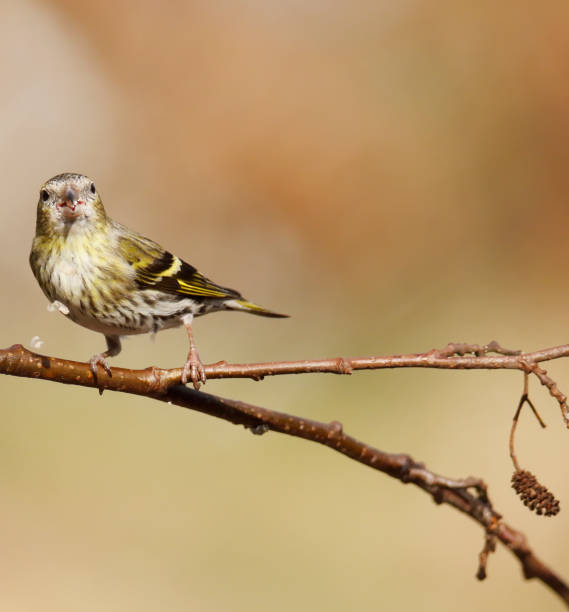 istock Eurasian Siskin (Carduelis spinus) at Feeding Table 1305495287