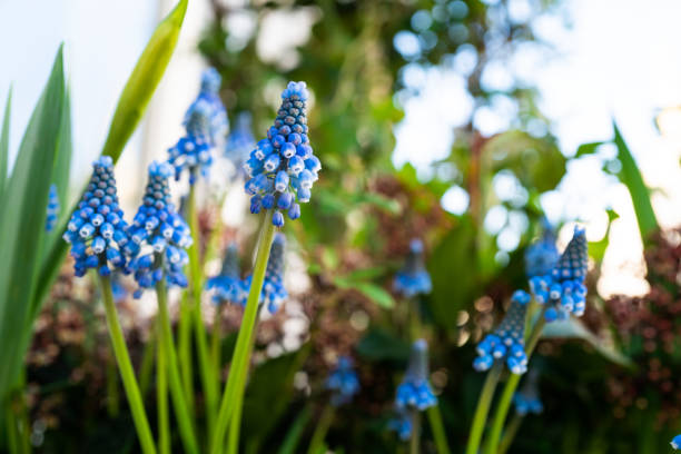 Grape Hyacinth
