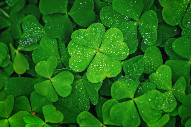 trébol de cuatro hojas destaca contra hojas verdes - irish culture fotos fotografías e imágenes de stock