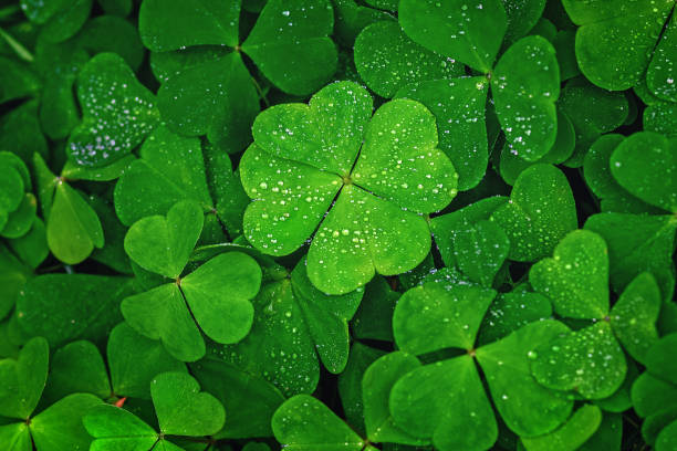 le trèfle à quatre feuilles se distingue contre les feuilles vertes - en forme de trèfle à quatre feuilles photos et images de collection