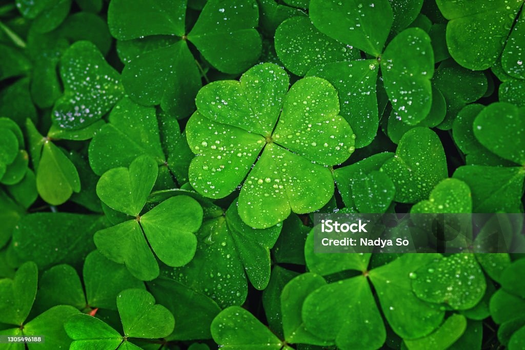 Four-leaf clover stands out against green leaves Clover Stock Photo