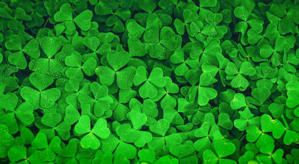 Green clover field as St Patrick's Day background Green clover field as St Patrick's Day background oxalis acetosella flowers stock pictures, royalty-free photos & images