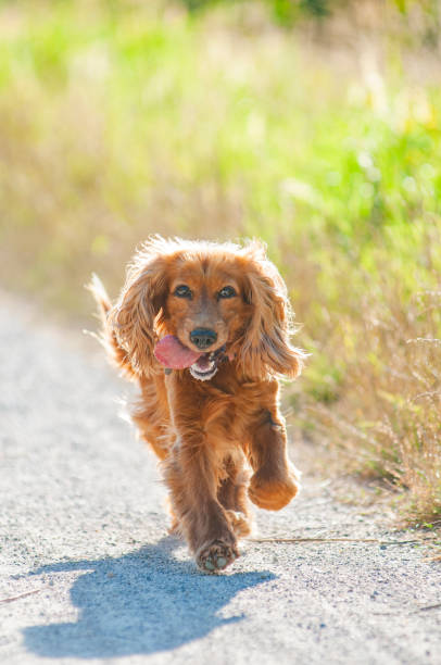 istock Red English Cocker Spaniel is running in the sunset light 1305496317