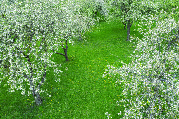 istock apple orchard in spring. fruit trees covered with white flowers. aerial view from above 1305497898