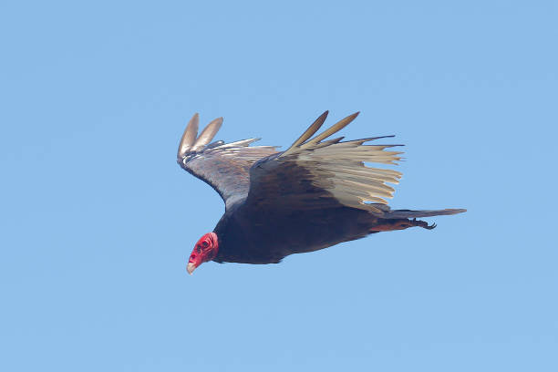 istock An adult Turkey Vulture in flight 1305499449