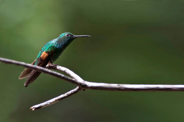istock Stripe-tailed Hummingbird, Eupherusa eximia, perched 1305499527