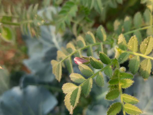 istock Gram plant flower in the field. 1305500407