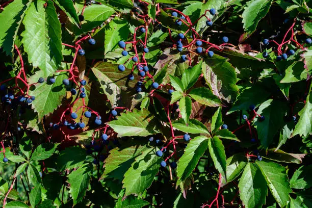 Photo of Background with many large green leaves and blue berries of  Parthenocissus quinquefolia plant, known as Virginia creeper, five leaved ivy or five-finger, in a garden in a sunny autumn day
