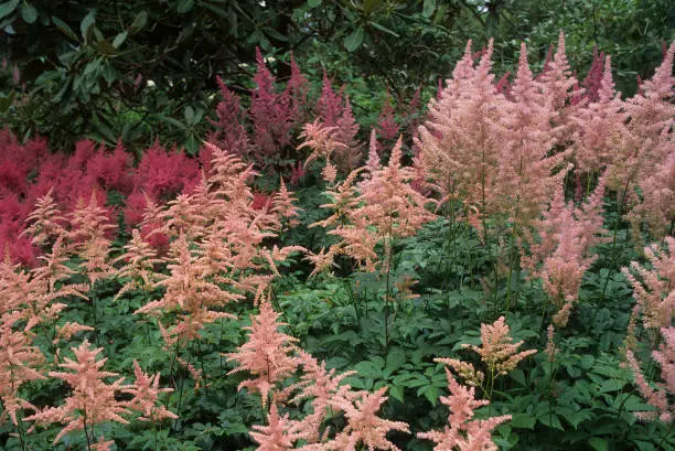 pink flower of Astilbe