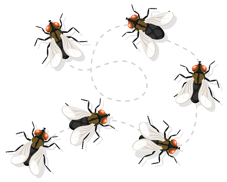 Fly Insect Animation Insect Fly Moves Along A Route On A White Background Top View Stock ...