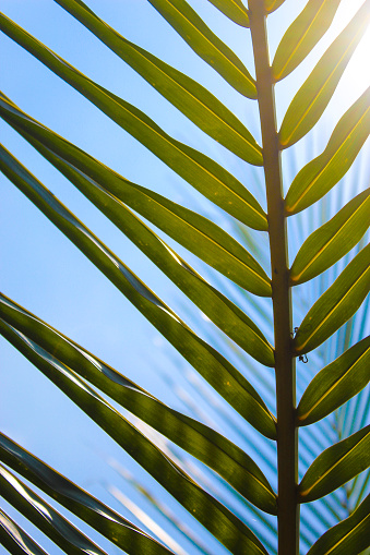 Green leaves of palm tree. green coconut leaves. blue sky