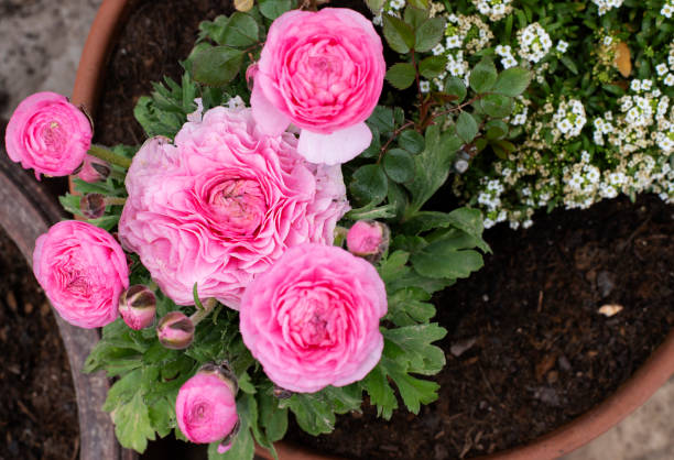 fiore di ranuncolo rosa in una pentola - terra cotta pot foto e immagini stock