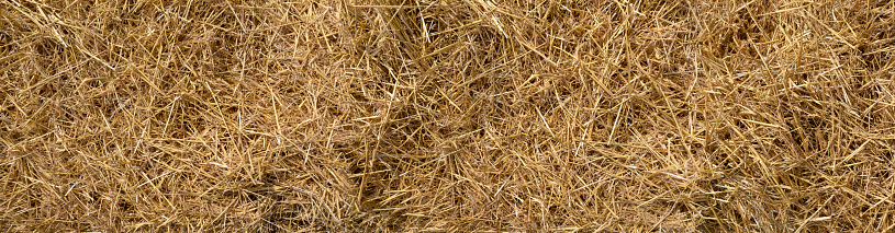 Closeup of loose dry straw - panoramic background