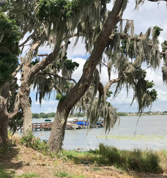 istock Live Oak Tree covered with Spanish Moss beside lake 1305504031