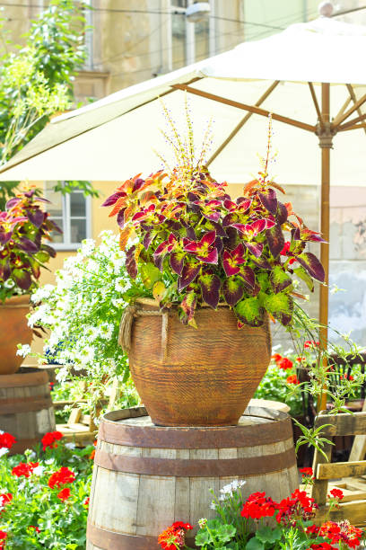 istock Big ceramic vase with growing various plants. Coleus and white Scaevolas aemula flower in large pot on summer terrace 1305504267
