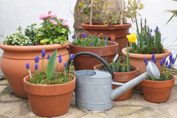 istock Spring bulb flowers in terra cotta pots and water can 1305505295