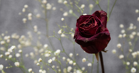 A moody close up photo of a single red dried out rose with babies breath and gray background.