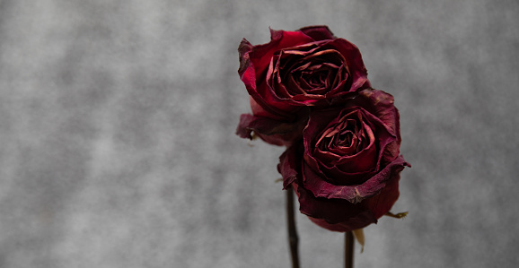 A moody close up photo of two red dried out roses with a gray background.
