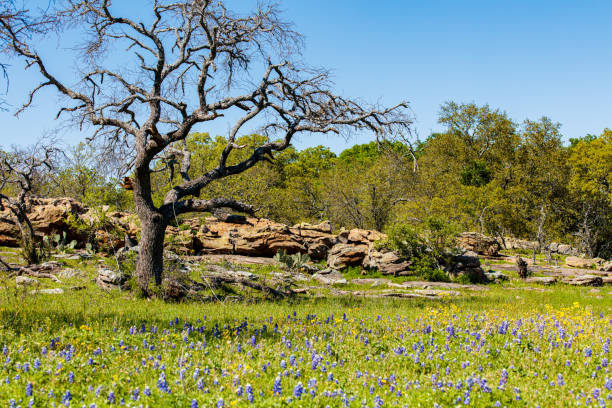istock Texas Hill Country 1305505475