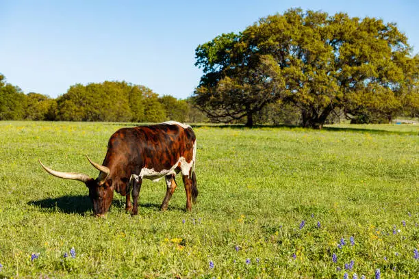 Photo of Beautiful longhorn cow