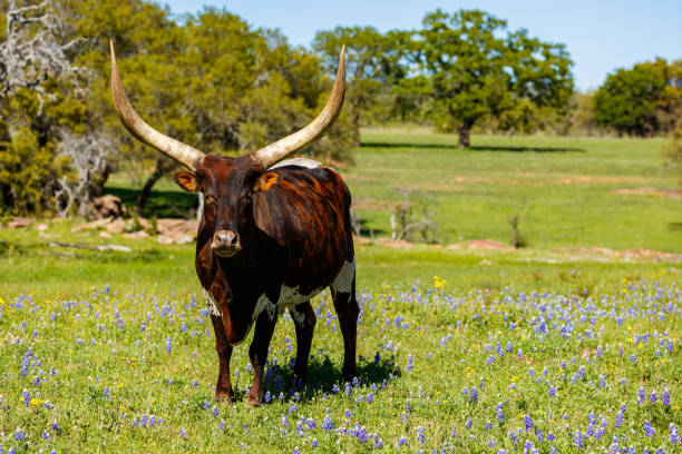 美しいロングホーン牛 - texas texas longhorn cattle bull landscape ストックフォトと画像