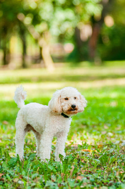 istock Little white Poodle dog in a natural park 1305505579