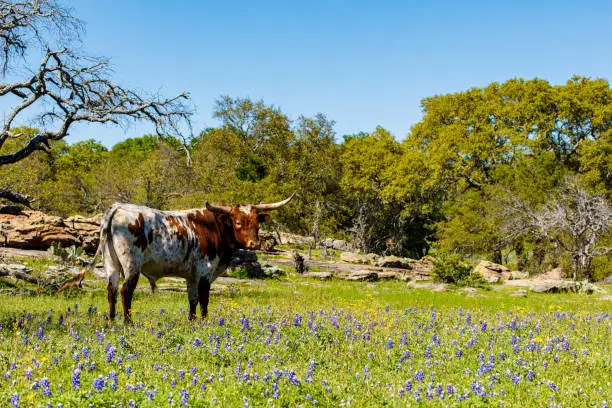 A beautiful Watusi Longhorn mix bull standing proud in a bluebonnet field on a ranch in the Texas Hill Country.