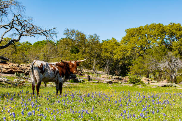 belo touro longhorn - texas texas longhorn cattle cattle ranch - fotografias e filmes do acervo