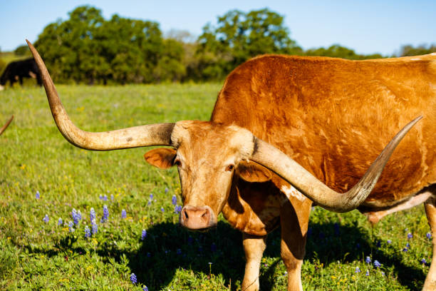 schöne longhorn stier - texas longhorn cattle horned cattle farm stock-fotos und bilder