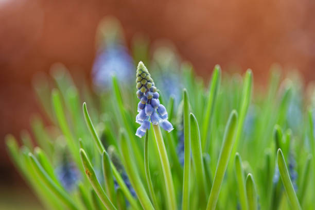 Spring is coming Grape hyacinths close-up in garden grape hyacinth stock pictures, royalty-free photos & images