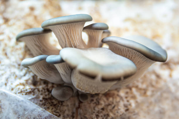 funghi ostrica con substrato di micelio, fungicoltura a casa o in una fattoria di funghi, pleurotus ostreatus - funghi ostrica foto e immagini stock