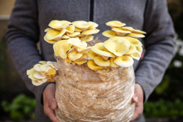 mann mit myzelsubstrat mit goldenen austernpilzen, pilzkultur zu hause, pleurotus citrinopileatus - mycelial stock-fotos und bilder