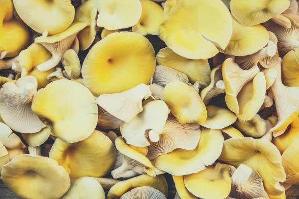 신선하고 생 황금 굴 버섯, 플로우투스 시트리노필라투스, 고급 요리의 배경 - mycelial 뉴스 사진 이미지