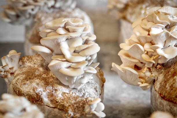 체사늄 기질을 가진 버섯, 집에서 또는 버섯 농장에서 균류, hypsizygus ulmarius - mycelial 뉴스 사진 이미지