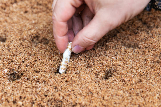 impfung mit mycelialfruchtenden pellets in wachstumsmittel hackendes holz, pilzkultur in einer pilzfarm, nahaufnahme - mycelial stock-fotos und bilder