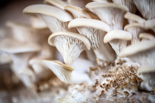 체사늄 기질을 가진 버섯, 집에서 또는 버섯 농장에서 균류, hypsizygus ulmarius - mycelial 뉴스 사진 이미지