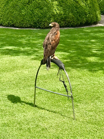 Falcon sitting on perch waiting for Falconry Event to begin at Dromoland Castle in Ireland