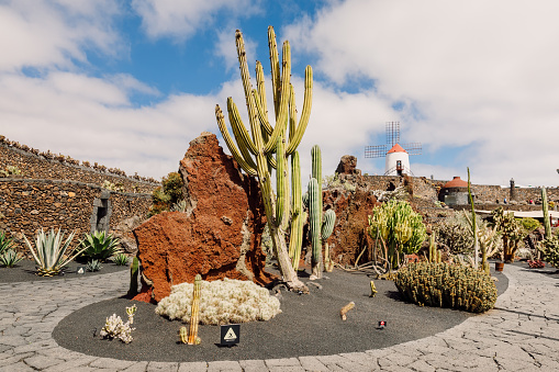 Cactus plants garden in Lanzarote island, Canary Islands