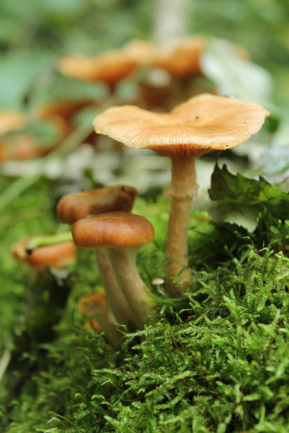 istock Mushrooms growing on moss in the forest, Germany. 1305508377