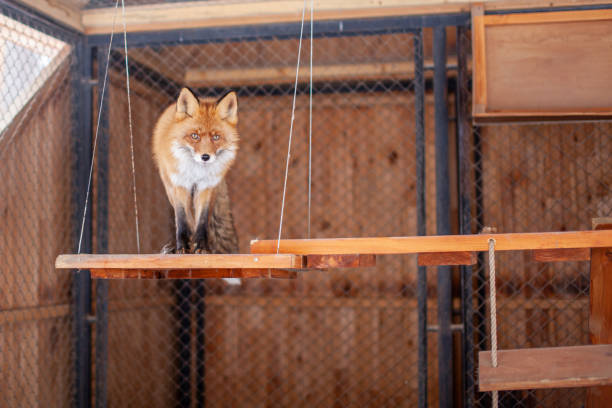 istock Wild red Fox sitting in a cage at the zoo. 1305508690