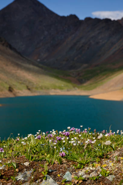 flower fields on the shore of a mountain lake