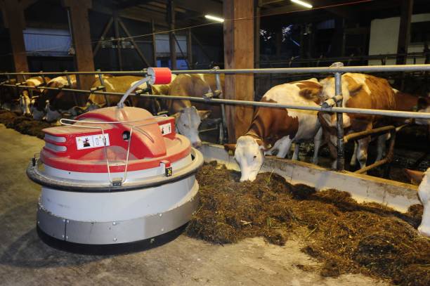 robot d’alimentation dans un étable - cattle shed cow animal photos et images de collection