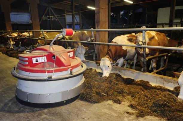 feeding robot in a cowshed a feeding robot in a cowshed on a dairy farm cowshed stock pictures, royalty-free photos & images
