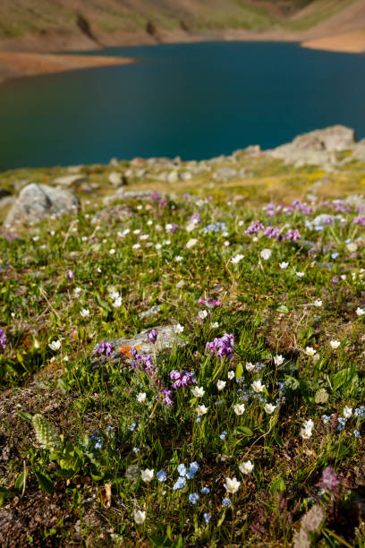 istock flower fields on the shore of a mountain lake 1305509265