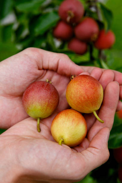istock three pears in the palms on a background of a pear tree 1305509984