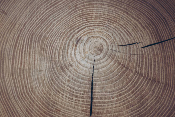 istock Wood background. Cross section of tree trunk showing growth rings 1305510068